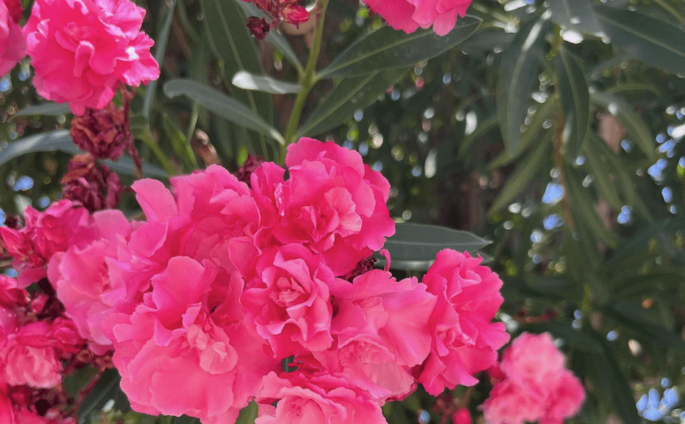 elba flora
