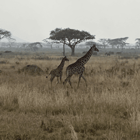 EVERYTHING YOU WANT TO KNOW ABOUT A SAFARI IN TANZANIA
