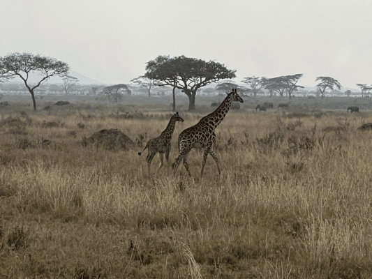 EVERYTHING YOU WANT TO KNOW ABOUT A SAFARI IN TANZANIA