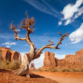 🏞️ Discover the 5 Most Beautiful National Parks in West America tree monument valley - usa