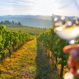 Man examining  and swirlingwine for tasting in a glass at sunset in a vineyard in Tuscany, Italy
