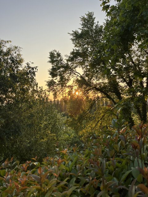 image7