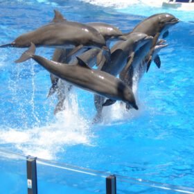 SeaWorld Orlando Why SeaWorld Orlando Is Great For Famili travel photo