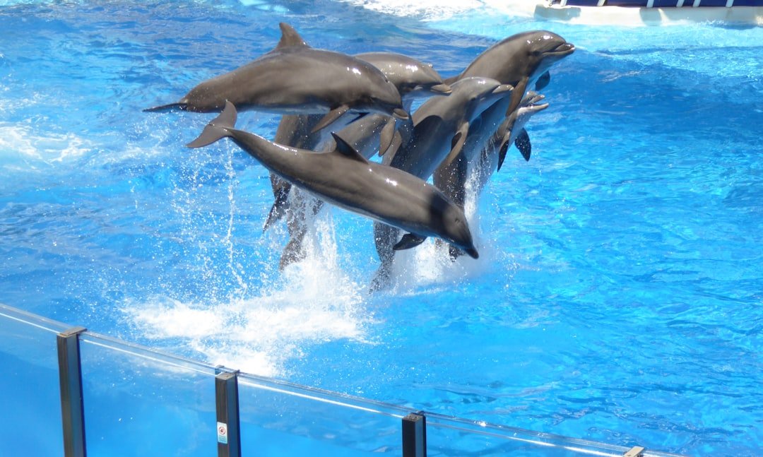 SeaWorld Orlando Why SeaWorld Orlando Is Great For Famili travel photo