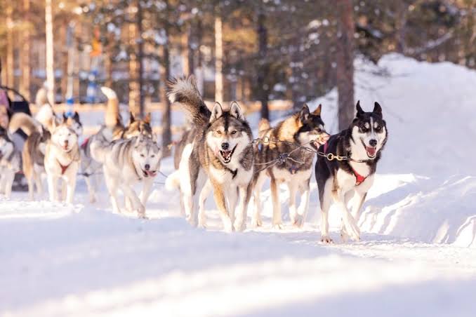 Huskey2