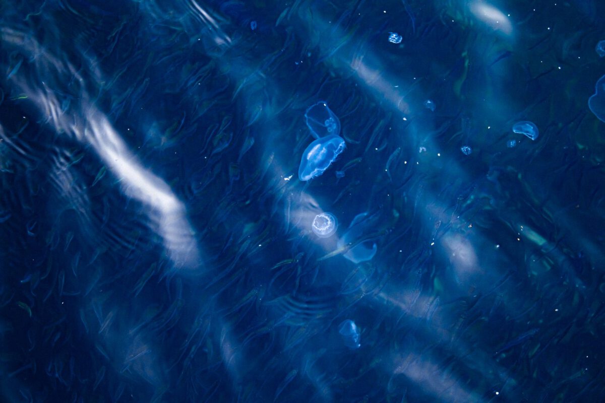 Bioluminescent Bay Except... It Was Still Too Light travel photo