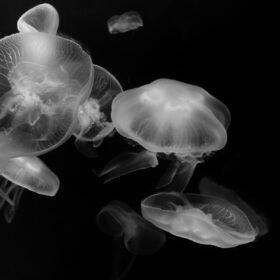 Bioluminescent Bay “I NEED LIGHT!” travel photo