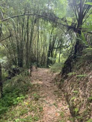 Casa Cubuy Puerto Rico: Our Night in the Jungle
