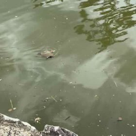 Small turtle swimming