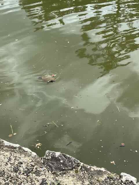 Small turtle swimming
