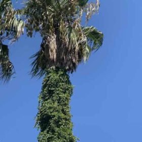 Tall palm