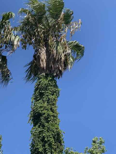 Tall palm