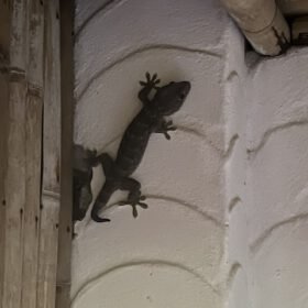 tokay gecko