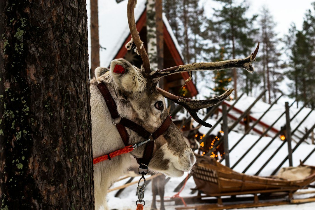 Reindeer with antlers peeking behind a pine tree in a snowy winter village with a wooden sleigh.