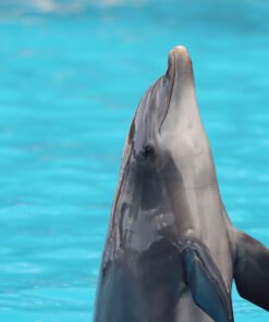 SeaWorld Orlando The Animals Are Still The Heart Of SeaWo travel photo