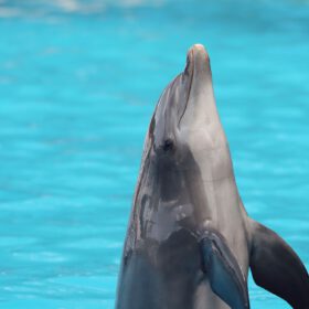 SeaWorld Orlando The Animals Are Still The Heart Of SeaWo travel photo