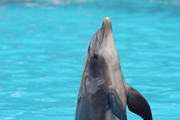 SeaWorld Orlando with Kids: More Than Just a Theme Park