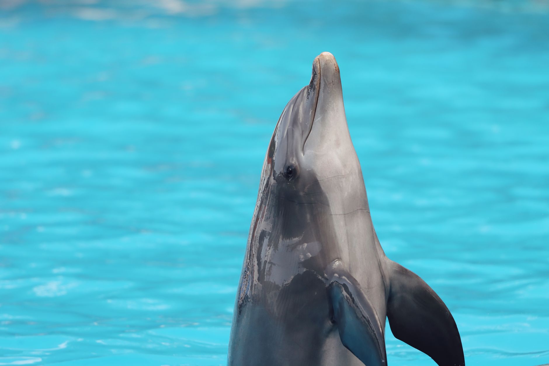SeaWorld Orlando The Animals Are Still The Heart Of SeaWo travel photo