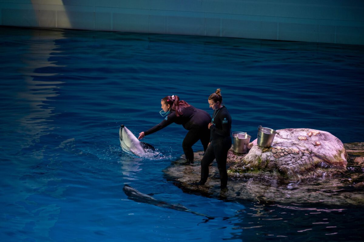 SeaWorld Orlando The Animals Are Still The Heart Of SeaWo travel photo