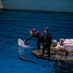 SeaWorld Orlando The Animals Are Still The Heart Of SeaWo travel photo