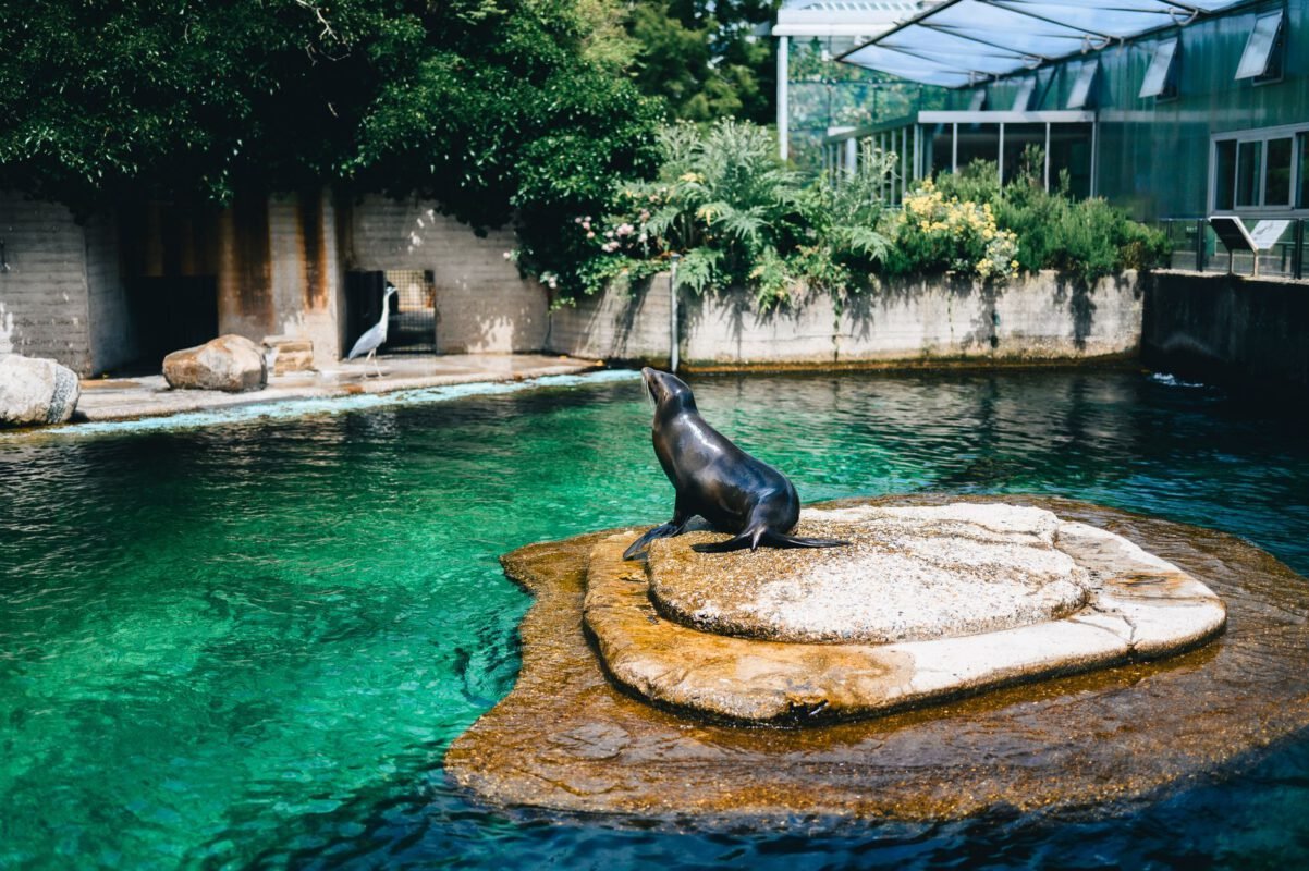 SeaWorld Orlando The Animals Are Still The Heart Of SeaWo travel photo