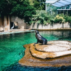 SeaWorld Orlando The Animals Are Still The Heart Of SeaWo travel photo