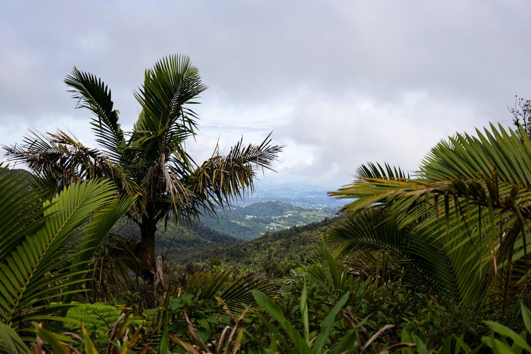 Yunque Welcome To The Rainforest travel photo