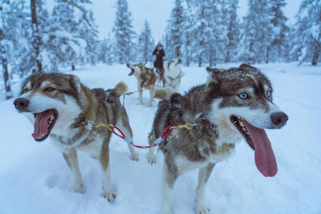 Husky Sledding Snowy Winter Forest Finnish travel photo