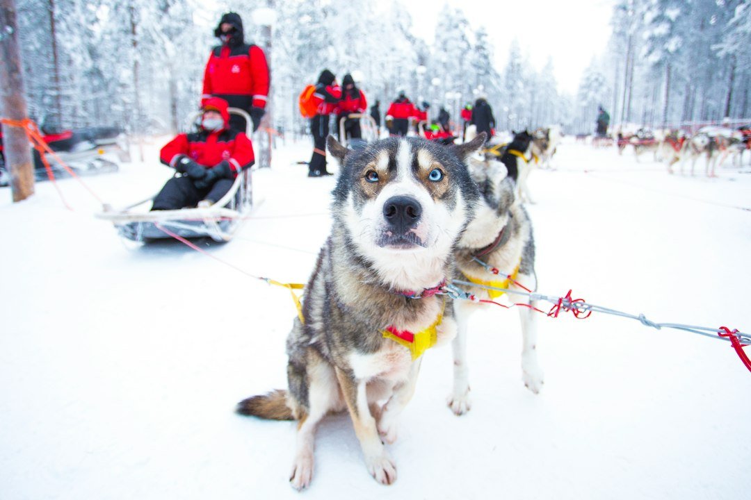 Husky Sledding Snowy Winter Forest Finnish travel photo