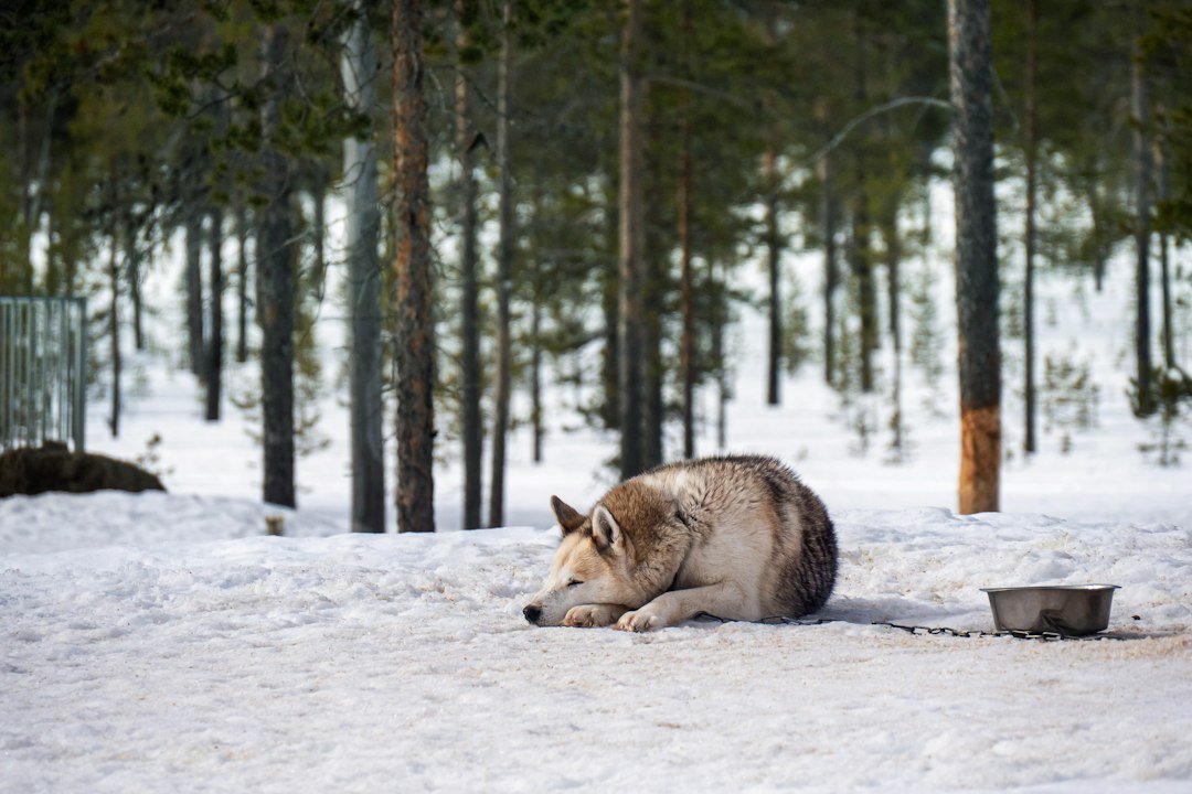 Husky Sledding Snowy Winter Forest Finnish travel photo