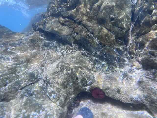 Underwater rocky seabed